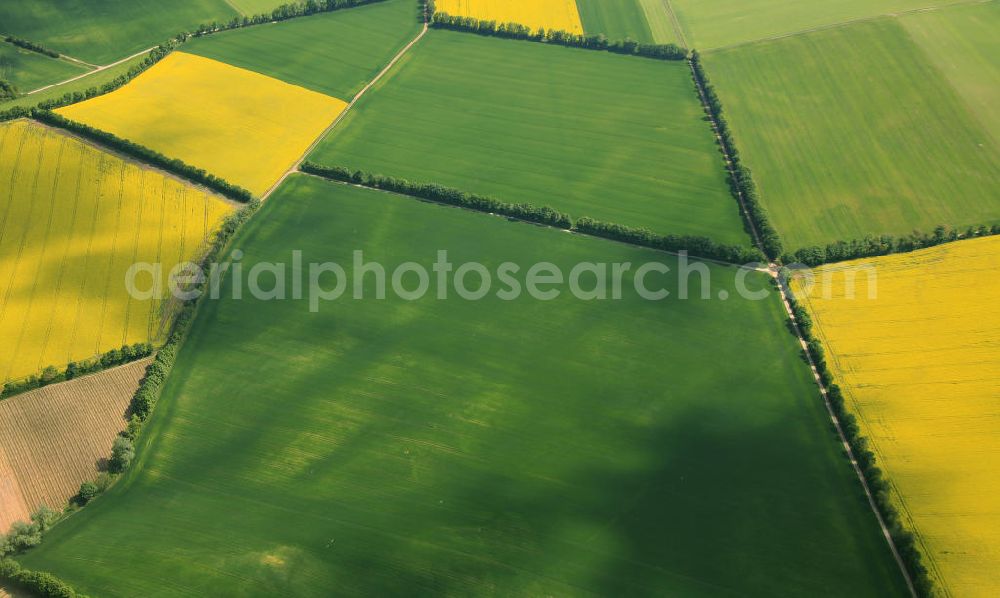 Aerial image Erbes-Büdesheim - Frühjahrslandschaft / Vegetation auf Raps-Feldern bei Erbes-Büdesheim in Rheinland-Pfalz. Spring Landscape / vegetation on fields north of Bad Kreuznach in Rhineland-Palatinate.