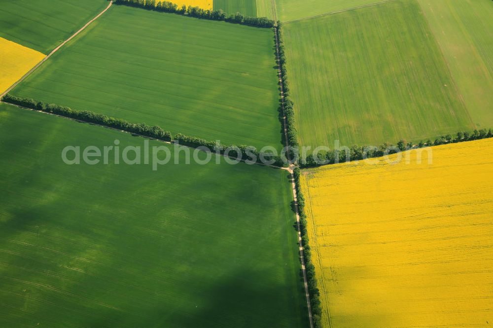 Aerial photograph Erbes-Büdesheim - Frühjahrslandschaft / Vegetation auf Raps-Feldern bei Erbes-Büdesheim in Rheinland-Pfalz. Spring Landscape / vegetation on fields north of Bad Kreuznach in Rhineland-Palatinate.