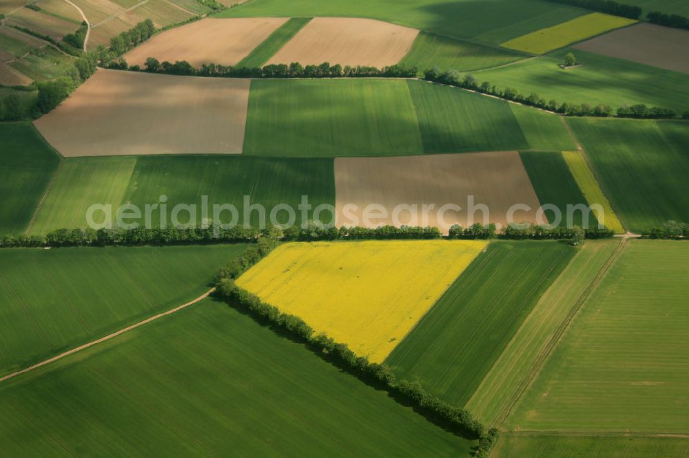 Erbes-Büdesheim from the bird's eye view: Frühjahrslandschaft / Vegetation auf Raps-Feldern bei Erbes-Büdesheim in Rheinland-Pfalz. Spring Landscape / vegetation on fields north of Bad Kreuznach in Rhineland-Palatinate.