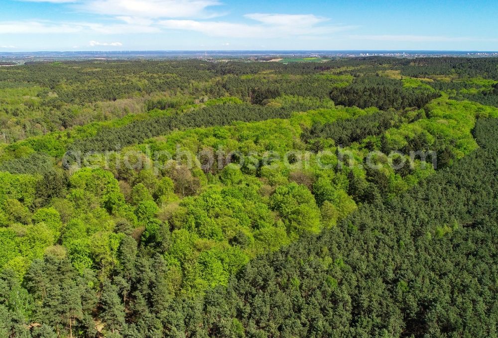 Aerial photograph Sieversdorf - Spring shoots of fresh green leaves from the tree tops in a wooded area in Sieversdorf in the state Brandenburg, Germany