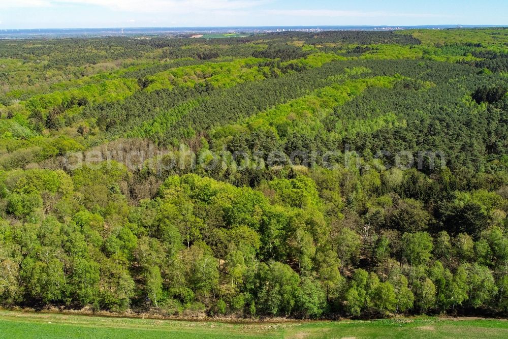 Sieversdorf from above - Spring shoots of fresh green leaves from the tree tops in a wooded area in Sieversdorf in the state Brandenburg, Germany