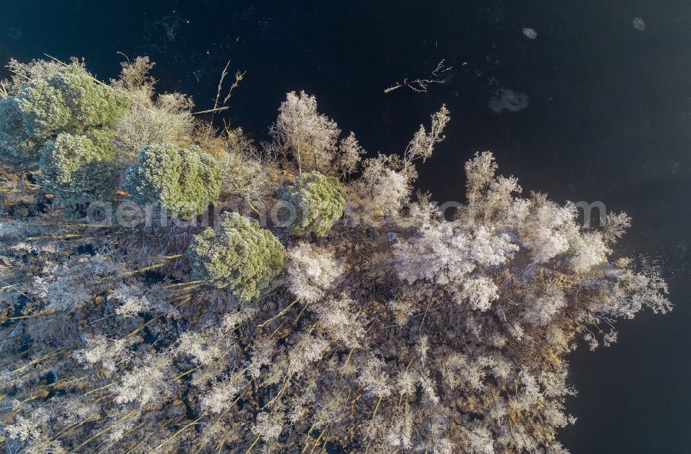 Treplin from the bird's eye view: Treetops in a wooded area on shore of lake Trepliner See in Treplin in the state Brandenburg, Germany