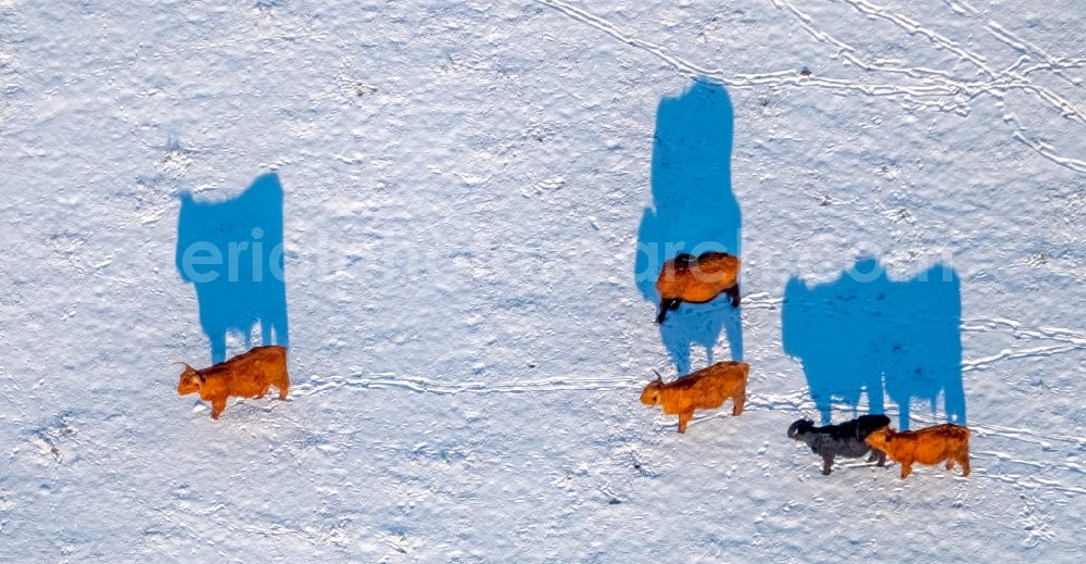 Aerial image Arnsberg - Galloway Rinder on wintry snowy fields in the Muescheder way in the district of Huesten in Arnsberg in the federal state North Rhine-Westphalia