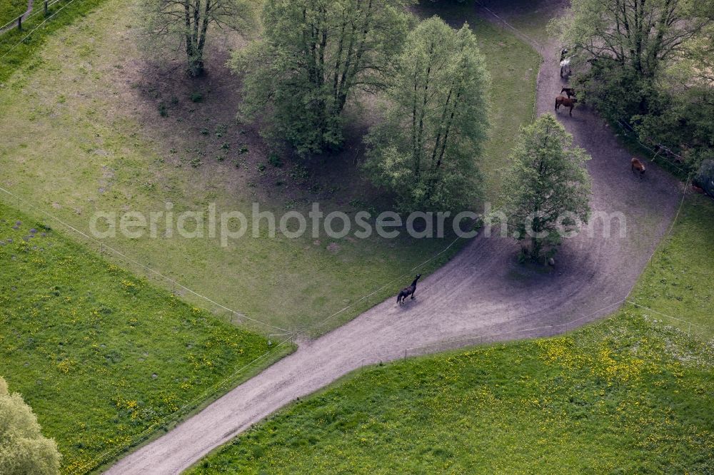 Werneuchen from above - Running horse on a dirt road amidst meadows in Werneuchen in the state of Brandenburg