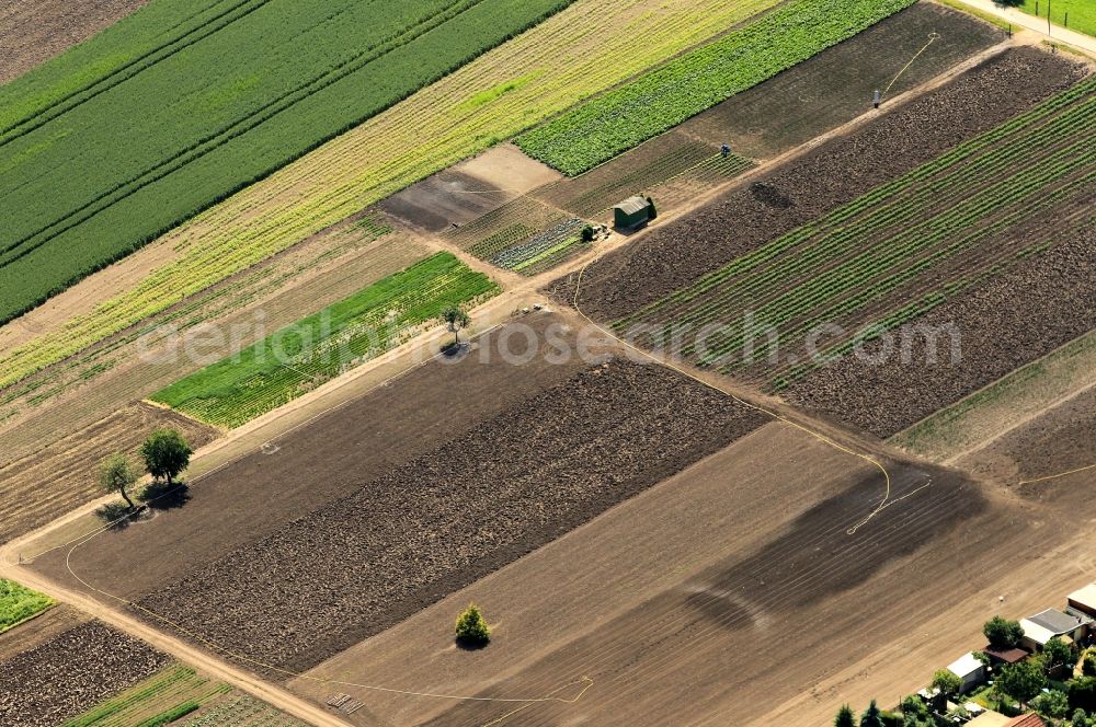 Elxleben from above - In the valley of the river Hunte in Elxleben in Thuringia, there are areas for horticulture. The moist fertile soils in the Thuringian Basin are particularly suitable for horticulture