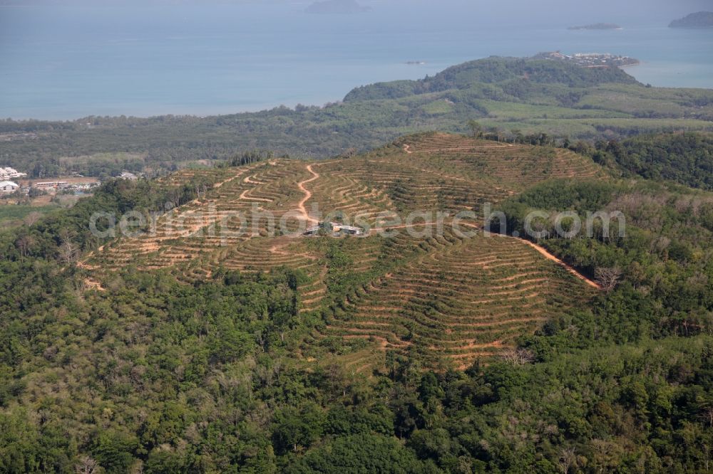 Pa Klok from the bird's eye view: Mountain landscape near Pa Klok on the island of Phuket in Thailand with terraced tea plantations