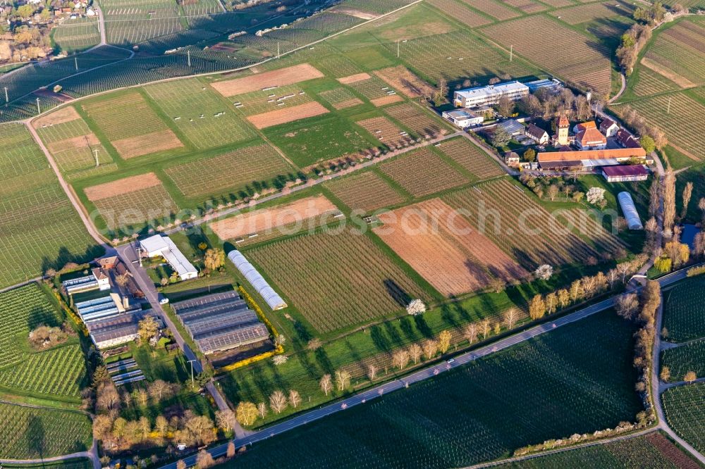 Siebeldingen from above - Building complex of the Institute Julius Kuehn Rebforschungsanstalt Geilweilerhof mit bluehenden Mandelbaeumen in Siebeldingen in the state Rhineland-Palatinate, Germany