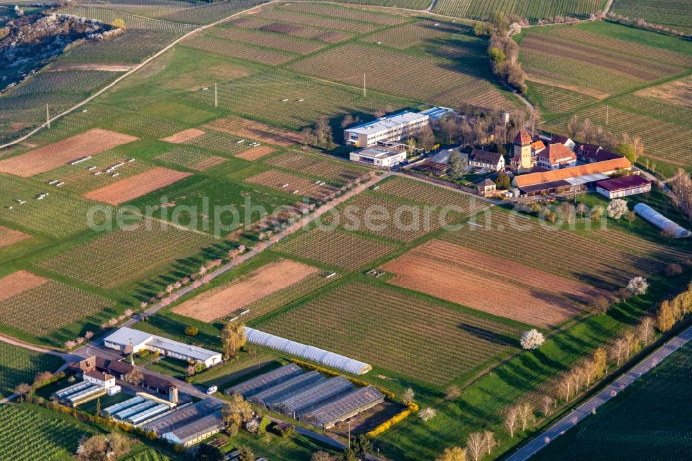 Siebeldingen from the bird's eye view: Building complex of the Institute Julius Kuehn Rebforschungsanstalt Geilweilerhof mit bluehenden Mandelbaeumen in Siebeldingen in the state Rhineland-Palatinate, Germany