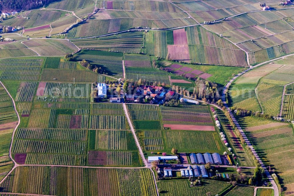 Siebeldingen from above - Building complex of the Institute Julius Kuehn Rebforschungsanstalt Geilweilerhof in Siebeldingen in the state Rhineland-Palatinate, Germany