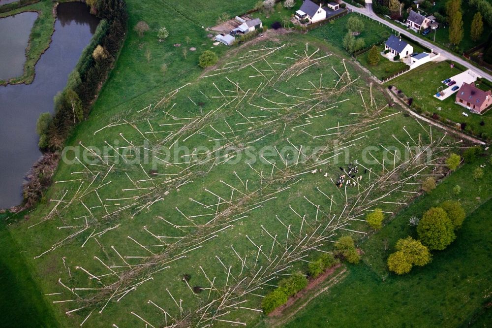 Malzy from the bird's eye view: Felled tree trunks in a forest area in Malzy in Hauts-de-France, France