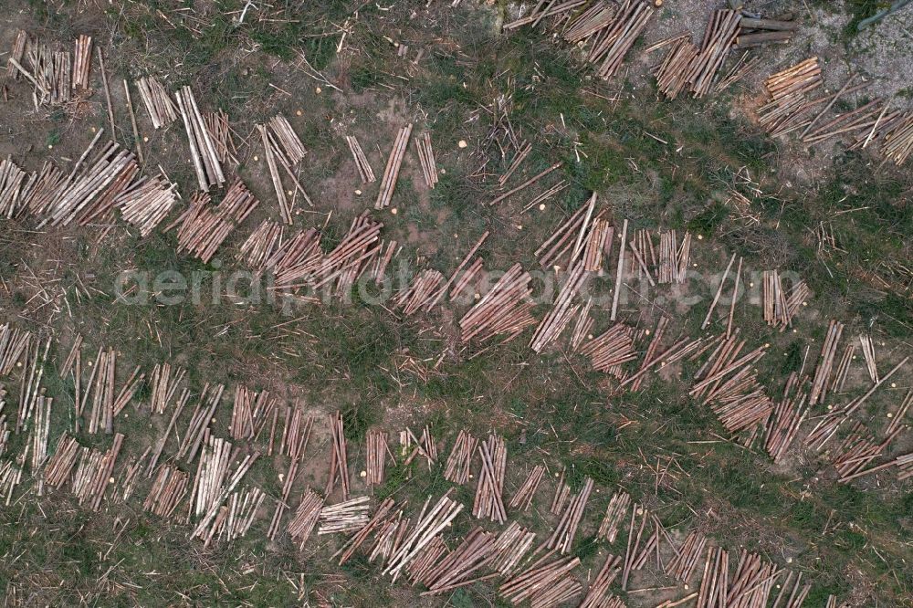 Aerial image Nauen - Felled tree trunks in a forest area in the district Weinberg in Nauen in the state Brandenburg, Germany