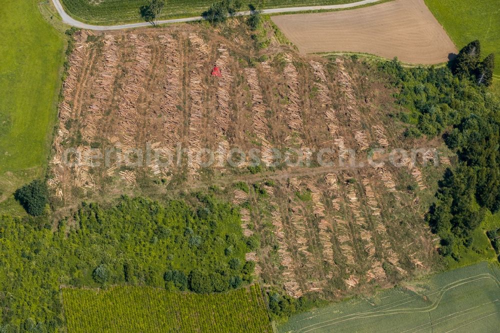 Wehrstapel from above - Felled tree trunks in a forest area in Wehrstapel in the state North Rhine-Westphalia, Germany