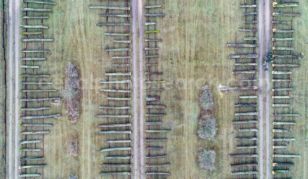 Aerial image Chorin - Felled tree trunks in a forest and forest area on a valuable wood storage area at a sales auction in Chorin in the state Brandenburg, Germany