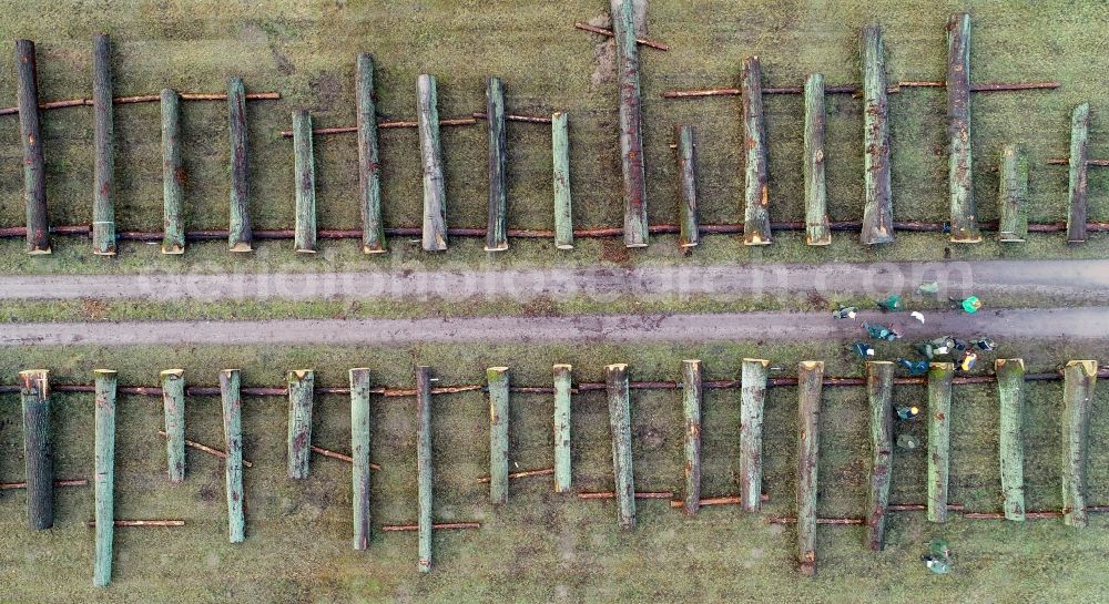 Chorin from above - Felled tree trunks in a forest and forest area on a valuable wood storage area at a sales auction in Chorin in the state Brandenburg, Germany