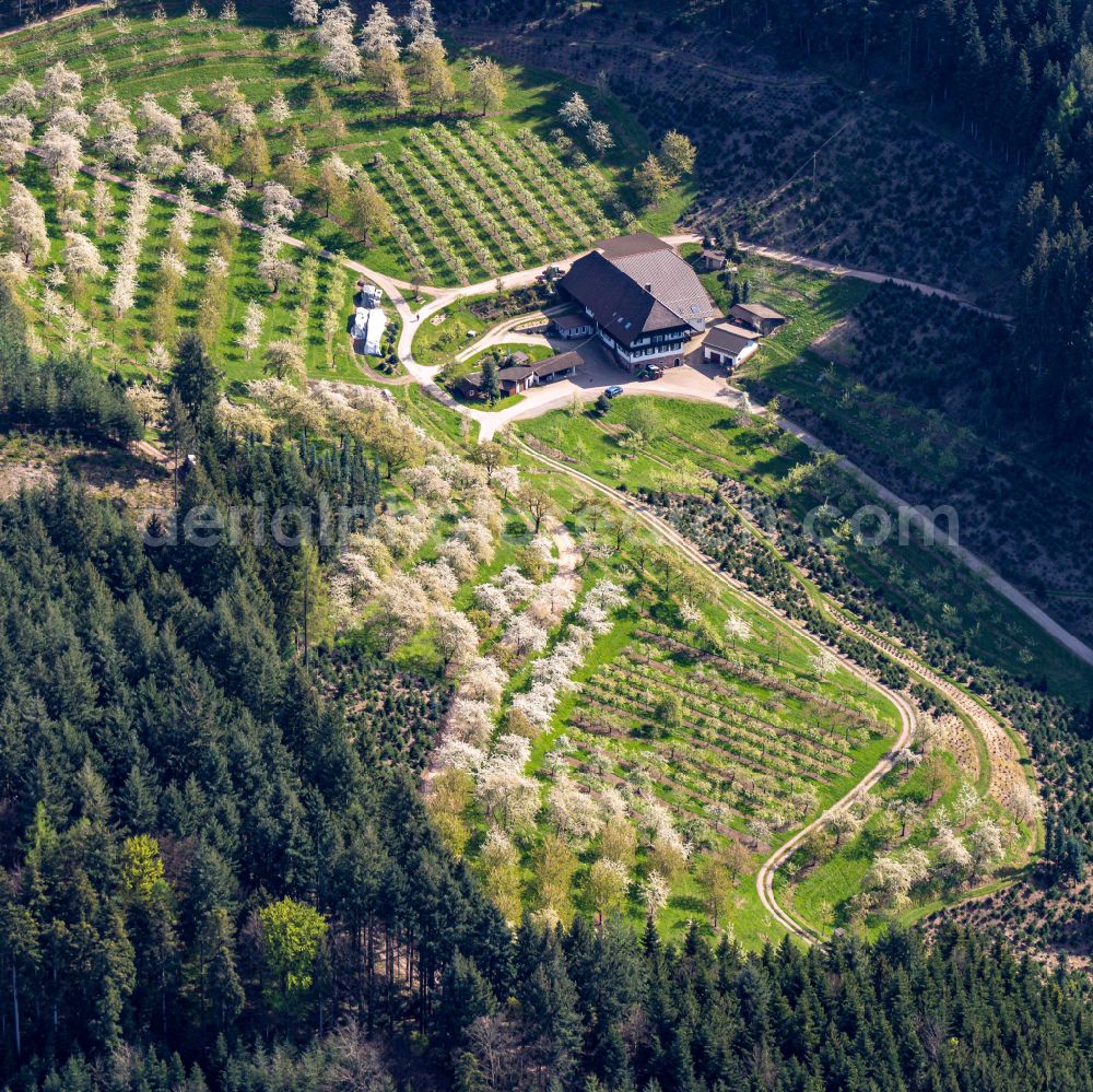 Aerial image Gengenbach - Homestead and farm outbuildings on the edge of agricultural fields with Obstbluete in Gengenbach in the state Baden-Wuerttemberg, Germany