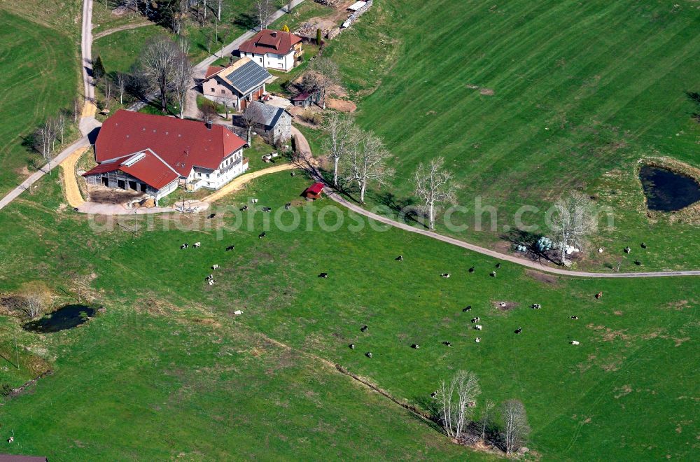 Breitnau from the bird's eye view: Homestead of a farm with Viehweide in Breitnau in the state Baden-Wuerttemberg, Germany