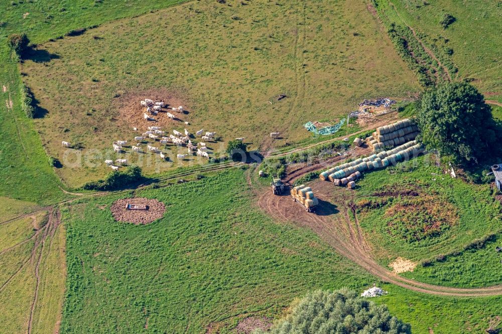 Aerial photograph Zunsweier - Homestead of a farm Viehweide with Kuehen in Zunsweier in the state Baden-Wuerttemberg, Germany