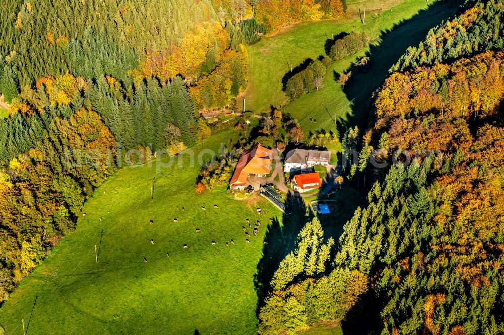 Freiamt from above - Homestead of a farm of Waldscheerhof in Freiamt in the state Baden-Wurttemberg, Germany