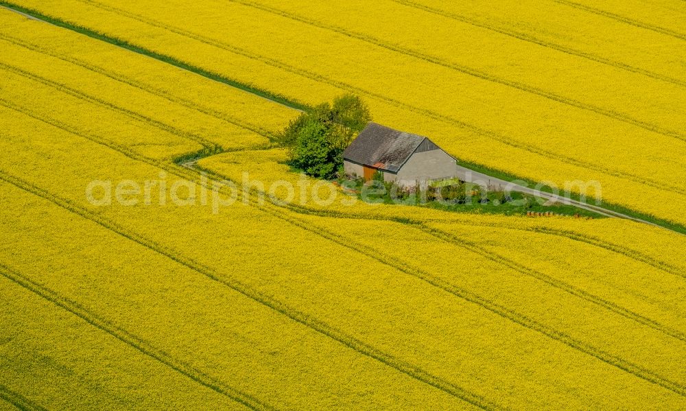 Anröchte from the bird's eye view: Homestead of a farm on yellow rape field in Anroechte in the state North Rhine-Westphalia, Germany