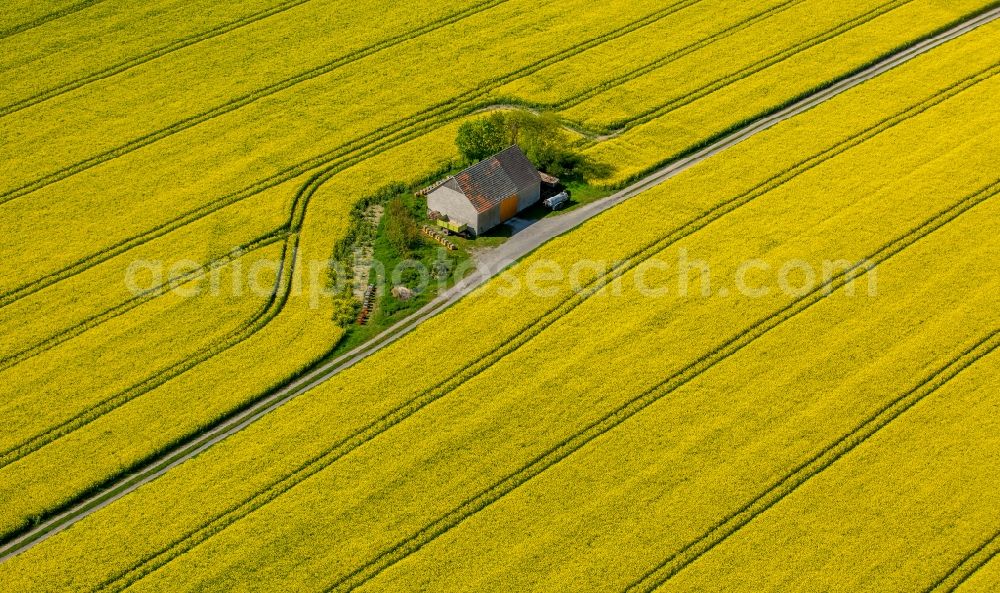 Anröchte from above - Homestead of a farm on yellow rape field in Anroechte in the state North Rhine-Westphalia, Germany