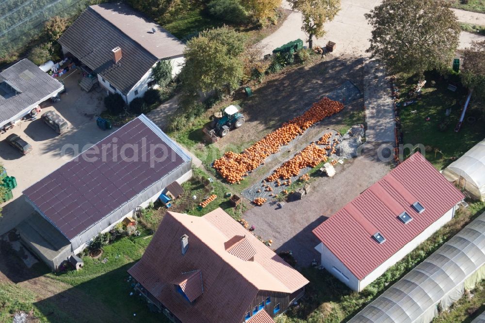 Kandel from above - Farm with a lot of pumpkins in Kandel in the state Rhineland-Palatinate