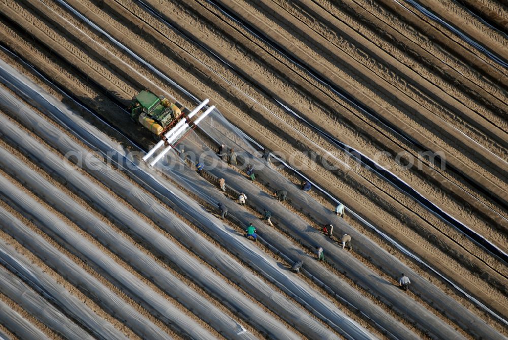 Aerial image Beelitz - Gehäufelte Spargelreihen werden am Mittwoch (28.03.2007) bei Beelitz (Potsdam-Mittelmark) mit Plastikplanen versehen. Durch das Abdecken mit den Folien wird das Spargel-Wachstum gefördert. Auf Grund des milden Wetters in diesem Jahr kann mit der Spargelernte voraussichtlich früher als in den vergangenen Jahren begonnen werden. Die Saison wird am 19. April 2007 in Brandenburg offiziell eröffnet.