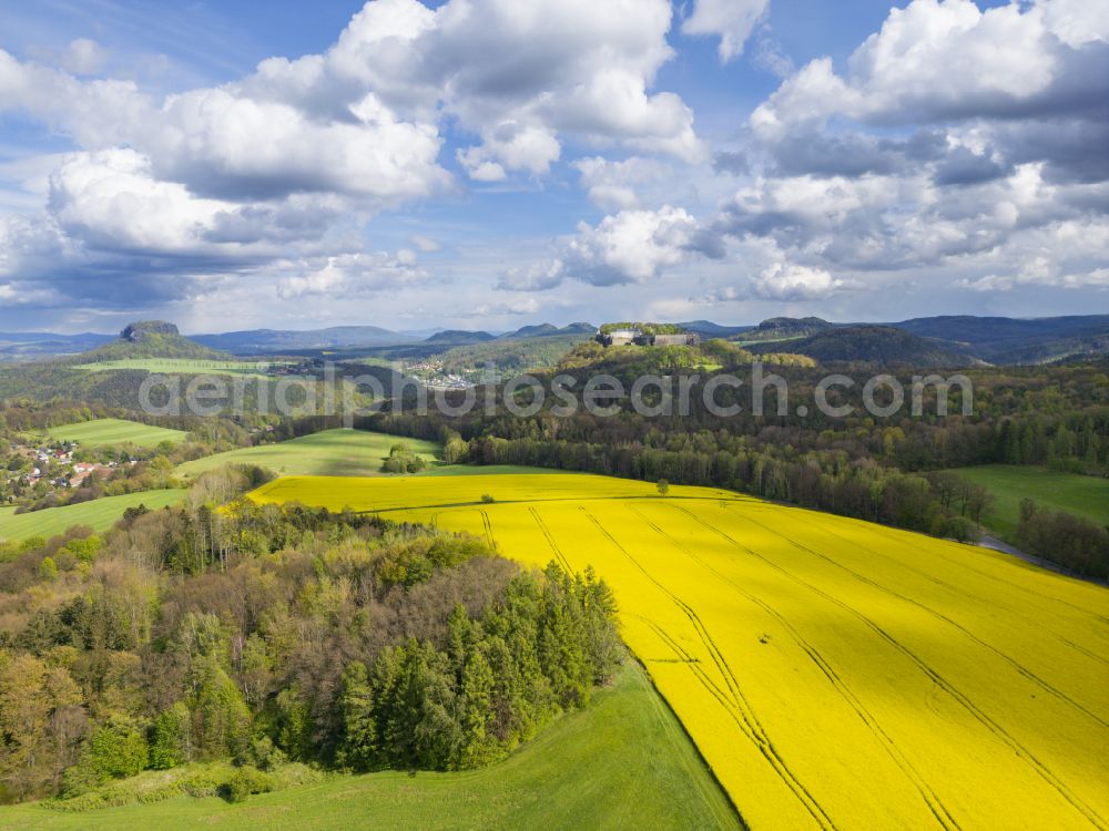 Ebenheit from above - Field landscape of yellow rapeseed flowers fringed by a wooded area in Ebenheit in the state Saxony, Germany