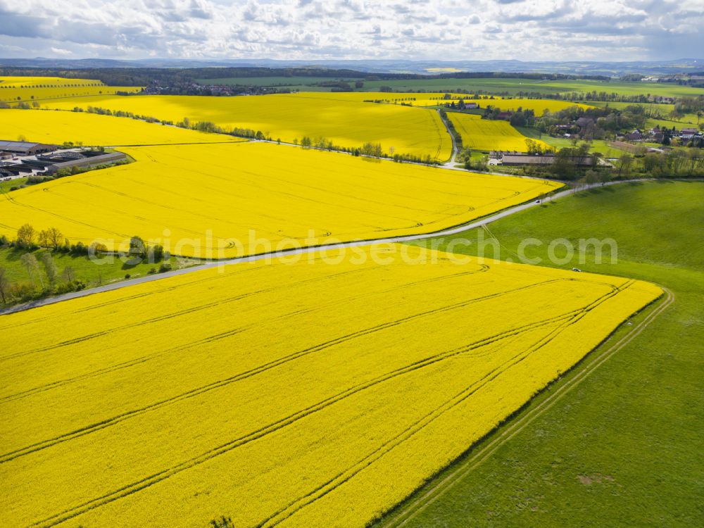 Ebenheit from the bird's eye view: Field landscape of yellow rapeseed flowers fringed by a wooded area in Ebenheit in the state Saxony, Germany