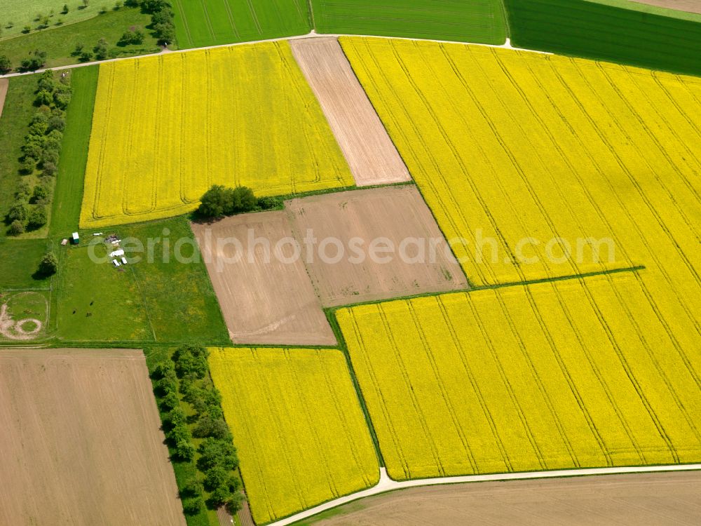 Betzenweiler from above - Yellow - green contrast of blooming rapeseed flowers on field stripes in Betzenweiler in the state Baden-Wuerttemberg, Germany