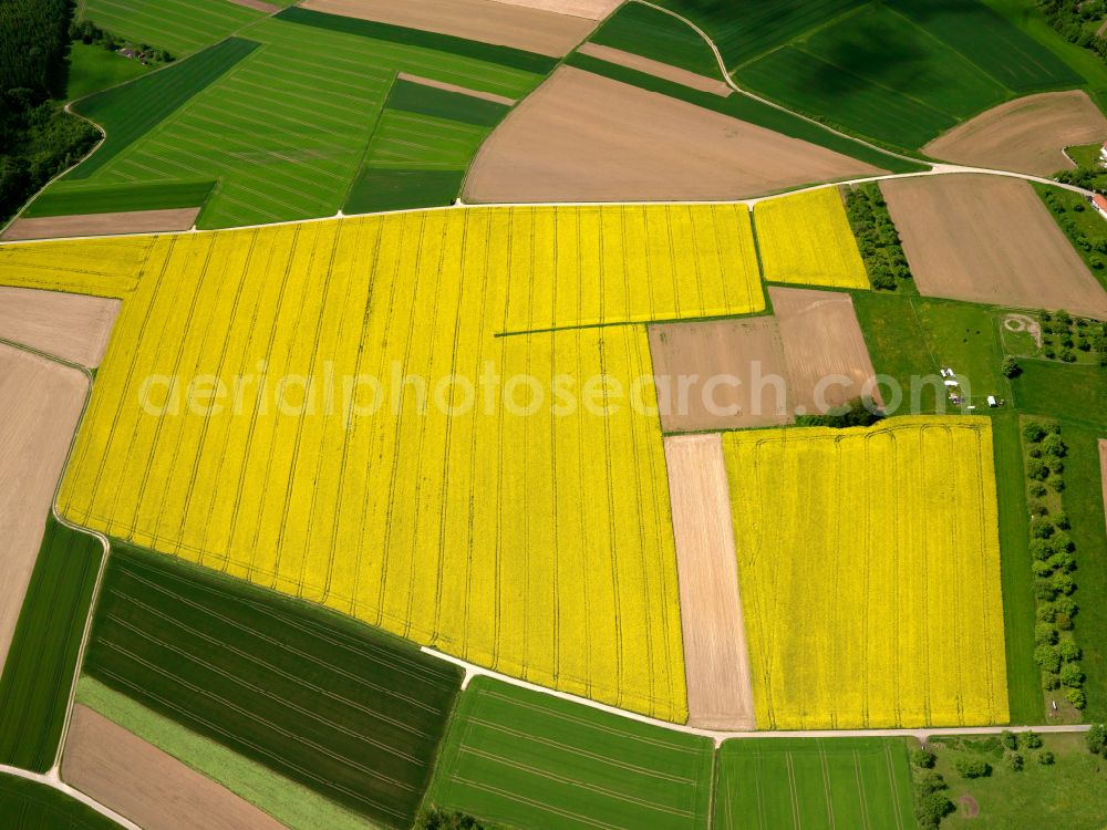 Betzenweiler from the bird's eye view: Yellow - green contrast of blooming rapeseed flowers on field stripes in Betzenweiler in the state Baden-Wuerttemberg, Germany