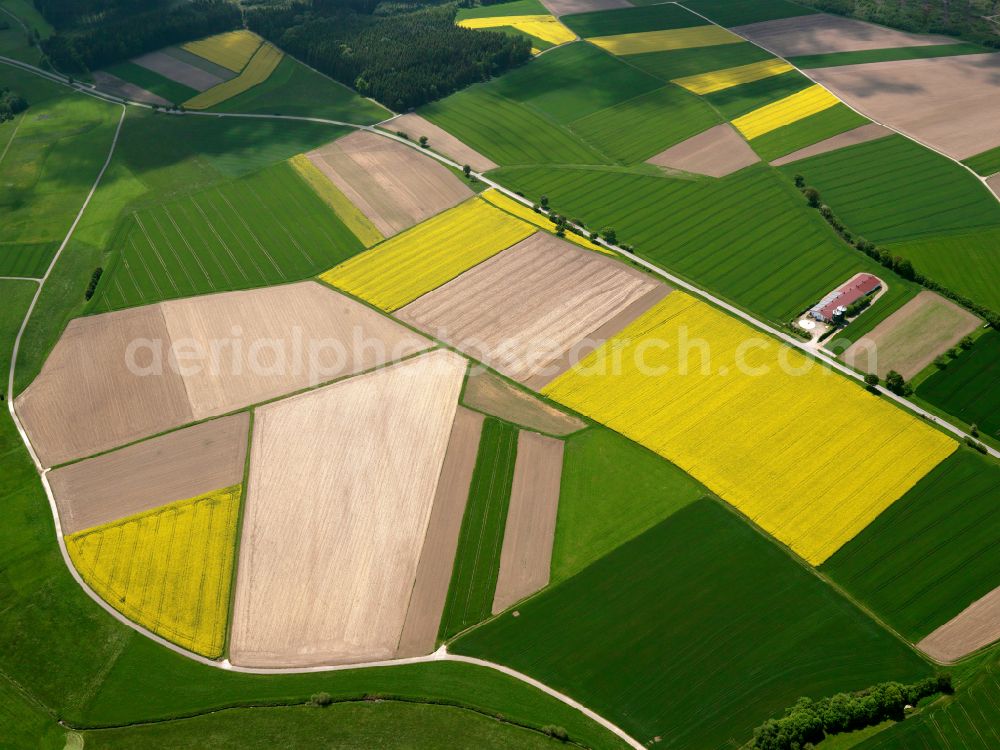 Aerial photograph Betzenweiler - Yellow - green contrast of blooming rapeseed flowers on field stripes in Betzenweiler in the state Baden-Wuerttemberg, Germany