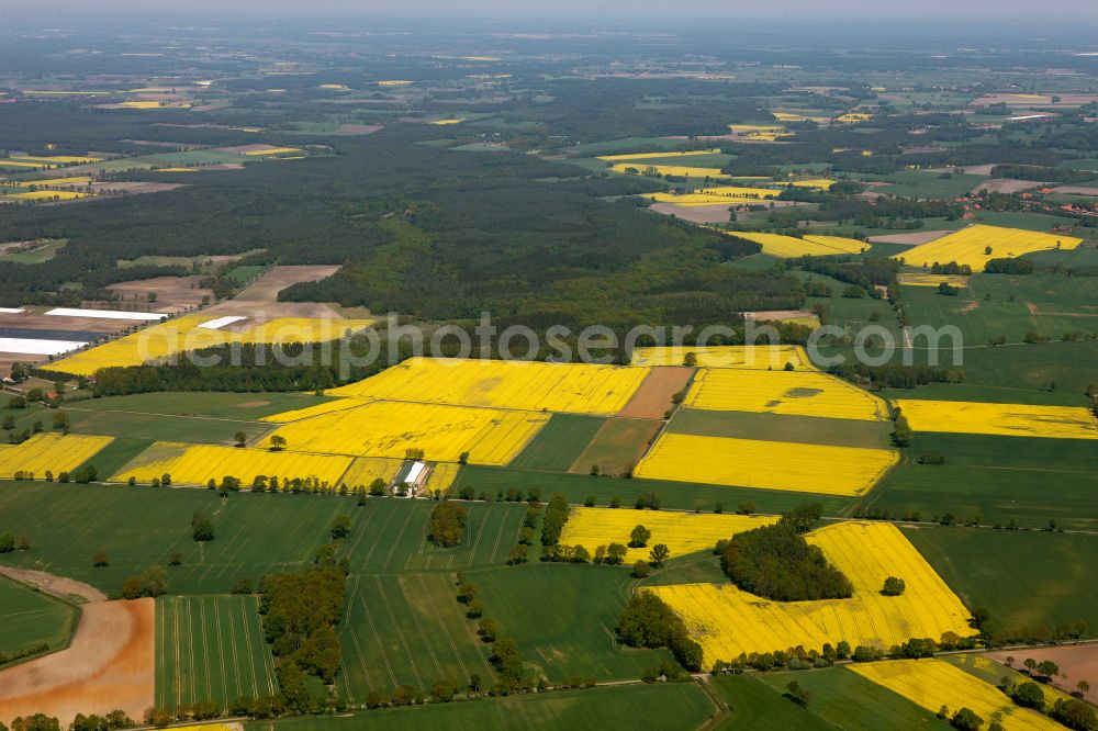 Erichshagen-Wölpe from the bird's eye view: Yellow - green contrast of blooming rapeseed flowers on field stripes in Erichshagen-Woelpe in the state Lower Saxony, Germany