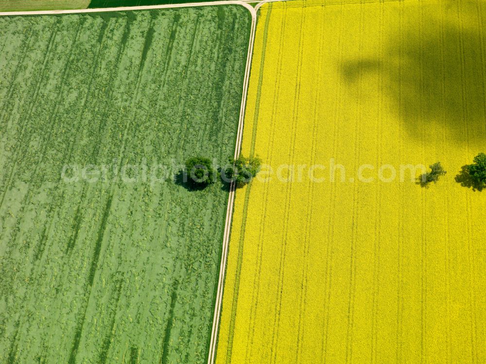 Langenenslingen from above - Yellow - green contrast of blooming rapeseed flowers on field stripes in Langenenslingen in the state Baden-Wuerttemberg, Germany