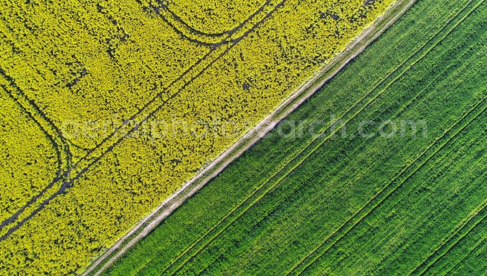 Aerial photograph Mallnow - Yellow - green contrast of blooming rapeseed flowers on field stripes in Mallnow in the state Brandenburg, Germany