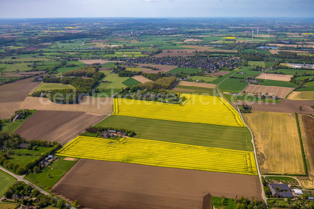 Aerial photograph Marienbaum - Yellow - green contrast of blooming rapeseed flowers on field stripes in Marienbaum in the state North Rhine-Westphalia, Germany