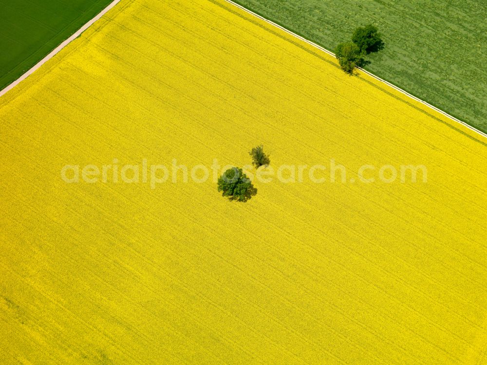 Aerial image Wilflingen - Yellow - green contrast of blooming rapeseed flowers on field stripes in Wilflingen in the state Baden-Wuerttemberg, Germany