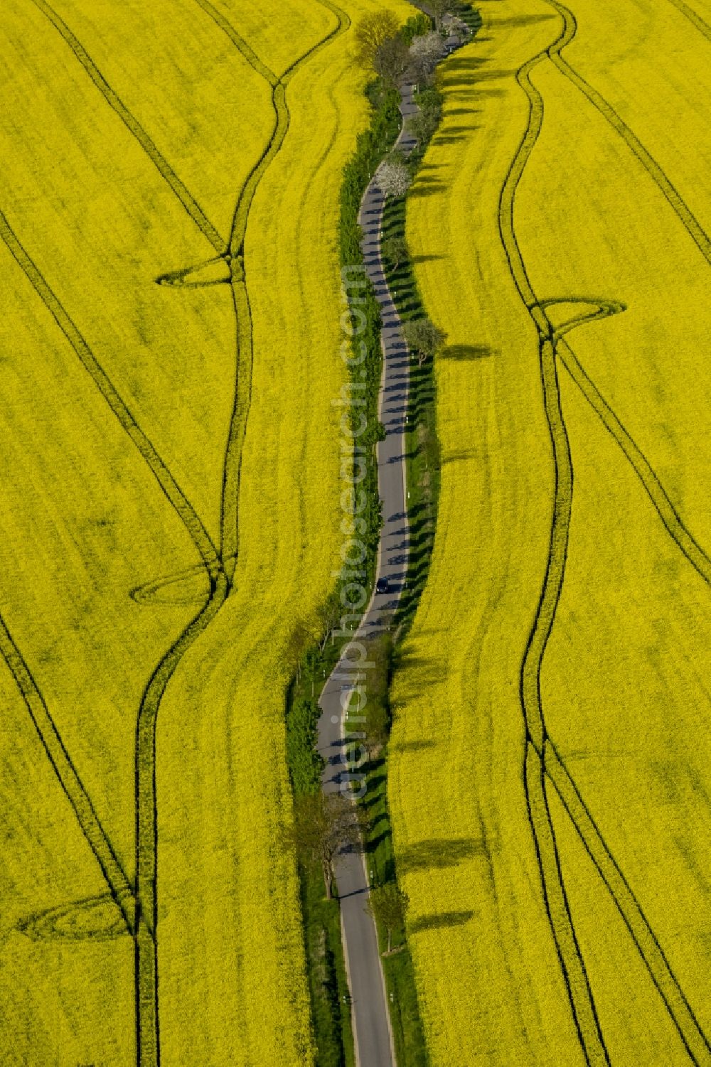 Aerial image Wesenberg - Yellow radiant rapeseed field landscape near Wesenberg in the state of Mecklenburg-Western Pomerania