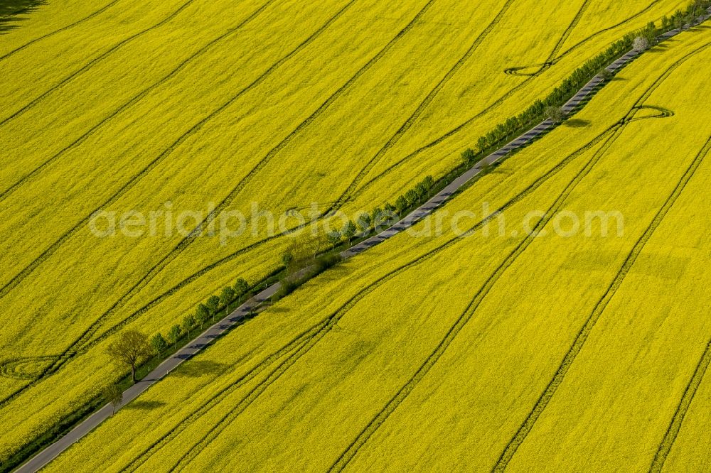 Wesenberg from above - Yellow radiant rapeseed field landscape near Wesenberg in the state of Mecklenburg-Western Pomerania