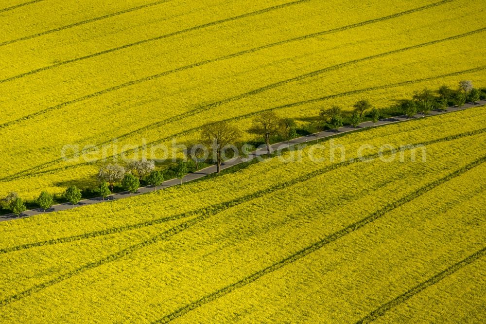 Wesenberg from above - Yellow radiant rapeseed field landscape near Wesenberg in the state of Mecklenburg-Western Pomerania