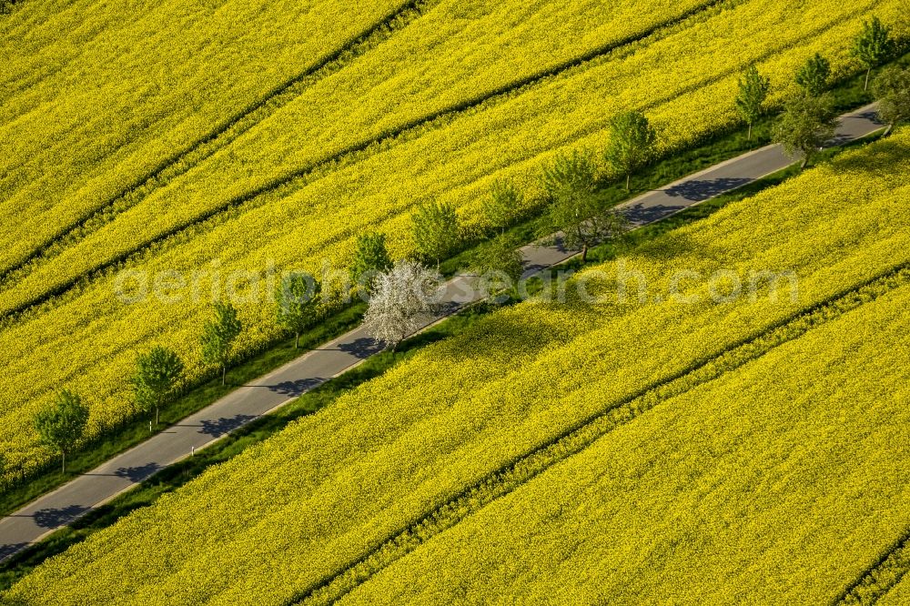 Aerial image Wesenberg - Yellow radiant rapeseed field landscape near Wesenberg in the state of Mecklenburg-Western Pomerania