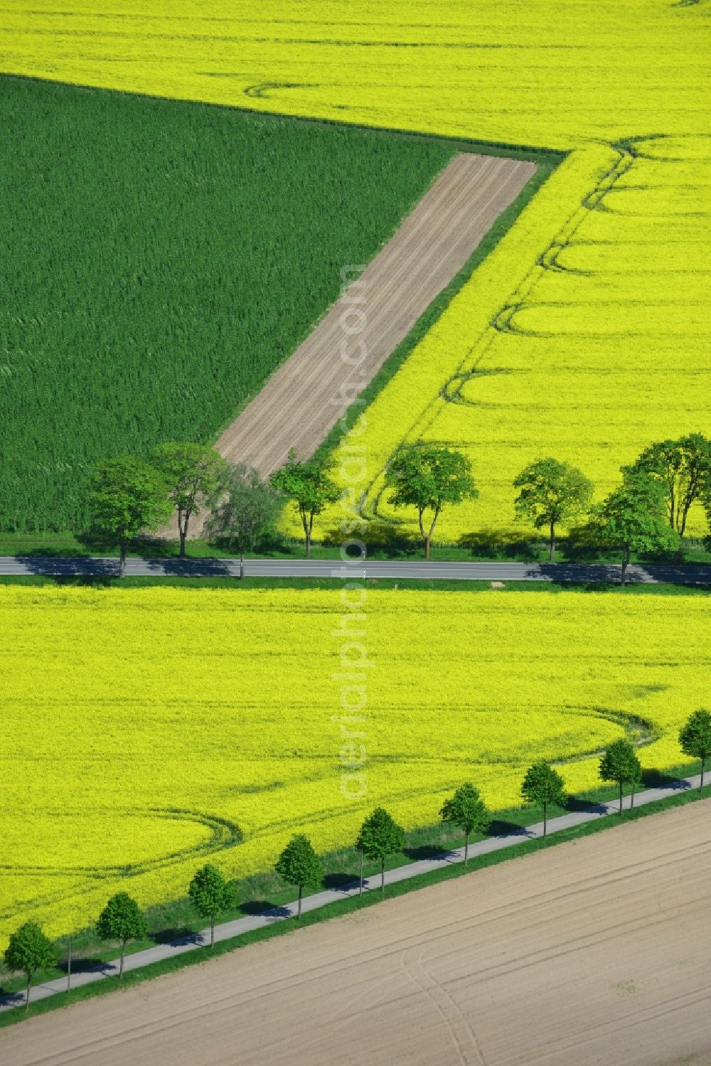 Aerial image Glöwen - Yellow flowers of rape - field - Landscape near Glöwen in Brandenburg