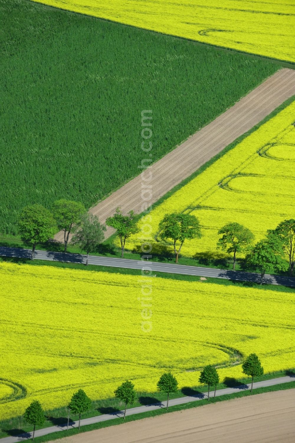 Aerial photograph Glöwen - Yellow flowers of rape - field - Landscape near Glöwen in Brandenburg