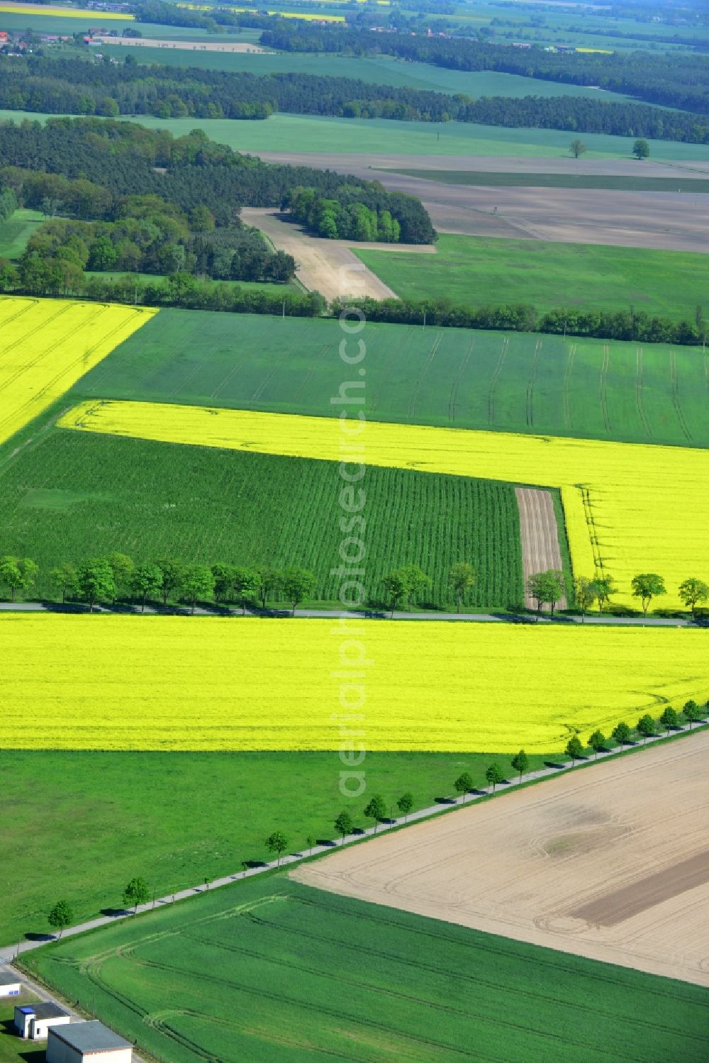 Glöwen from the bird's eye view: Yellow flowers of rape - field - Landscape near Glöwen in Brandenburg