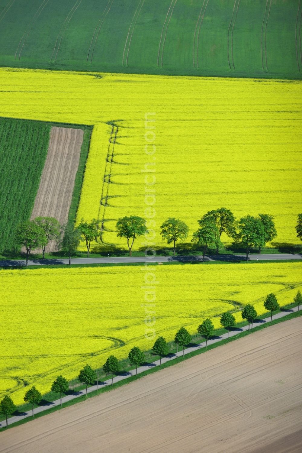 Aerial image Glöwen - Yellow flowers of rape - field - Landscape near Glöwen in Brandenburg