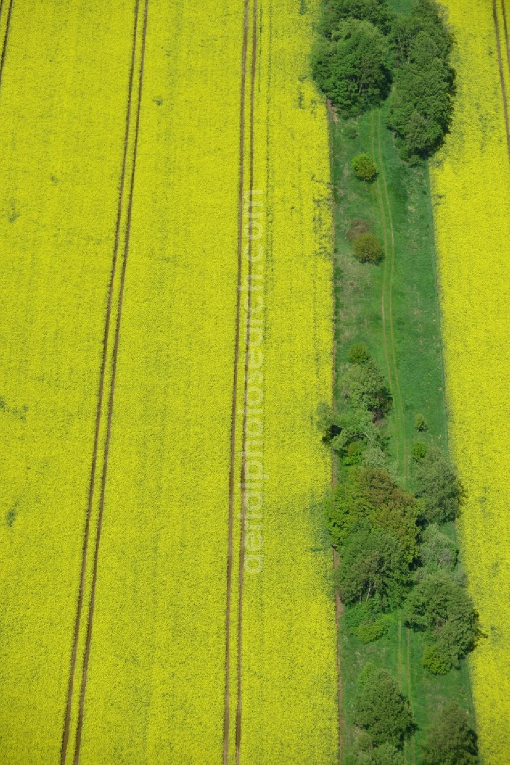 Klein Schmölen from the bird's eye view: Yellow flowers of rape - field - Landscape with Klein Schmölen in Mecklenburg-Western Pomerania