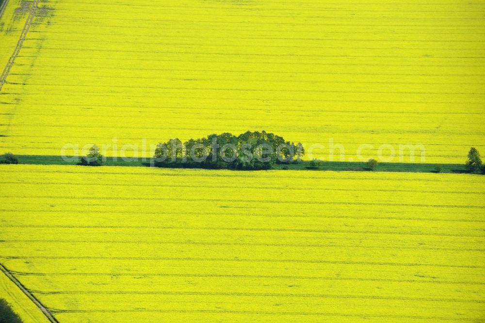 Aerial photograph Klein Schmölen - Yellow flowers of rape - field - Landscape with Klein Schmölen in Mecklenburg-Western Pomerania