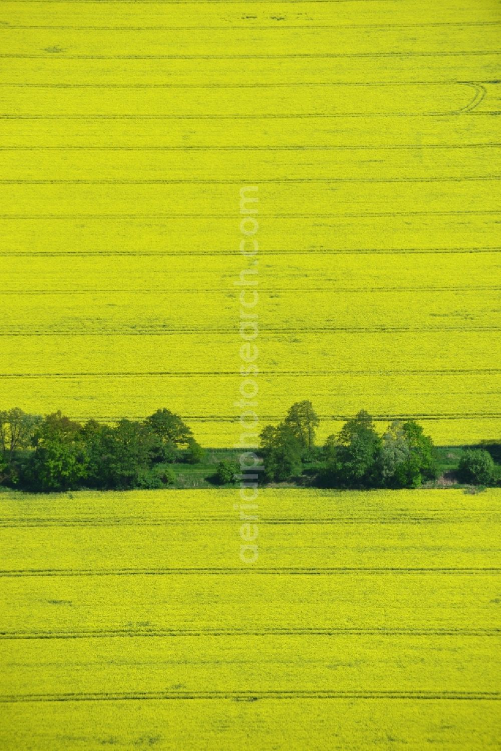 Aerial image Klein Schmölen - Yellow flowers of rape - field - Landscape with Klein Schmölen in Mecklenburg-Western Pomerania