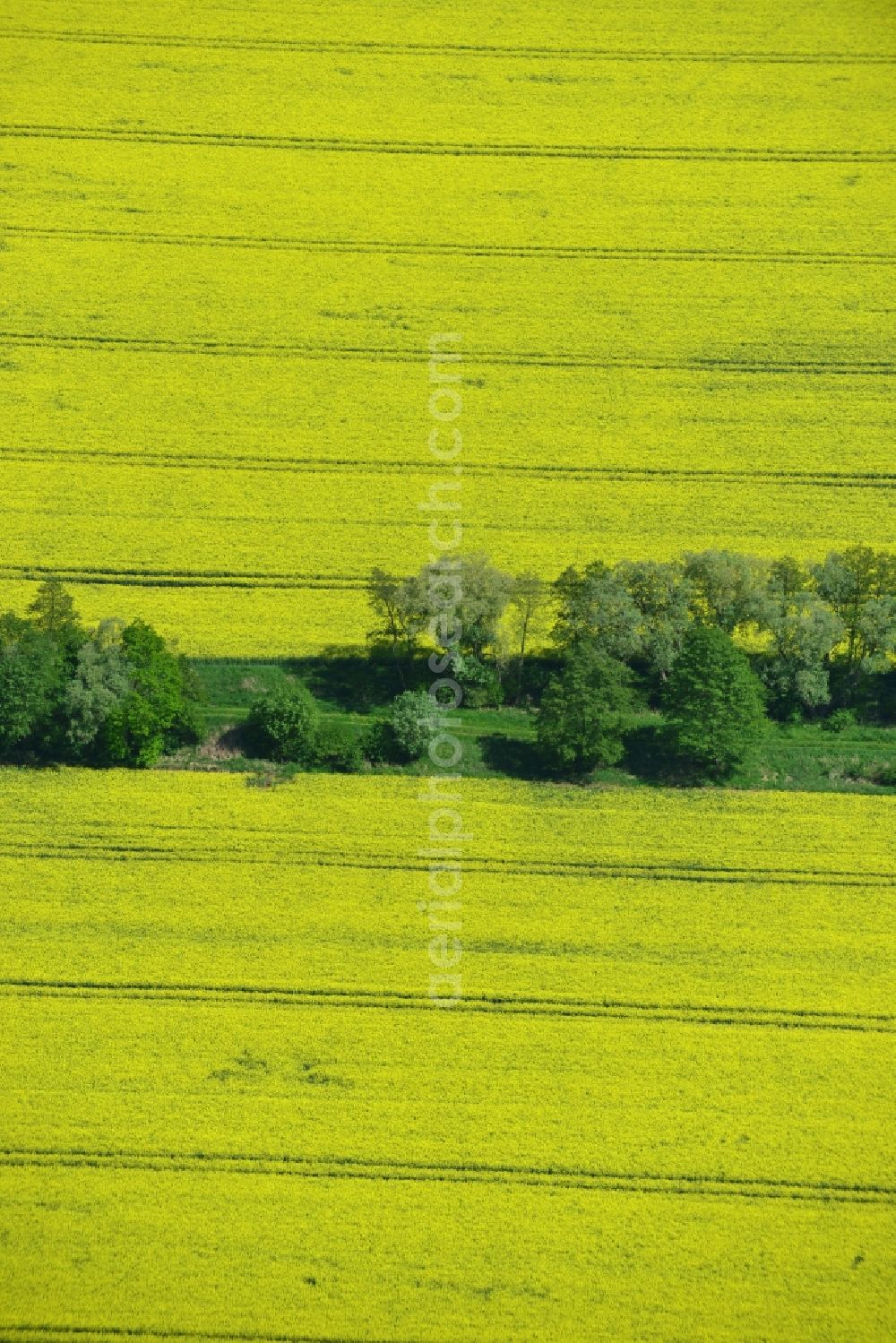 Aerial photograph Klein Schmölen - Yellow flowers of rape - field - Landscape with Klein Schmölen in Mecklenburg-Western Pomerania