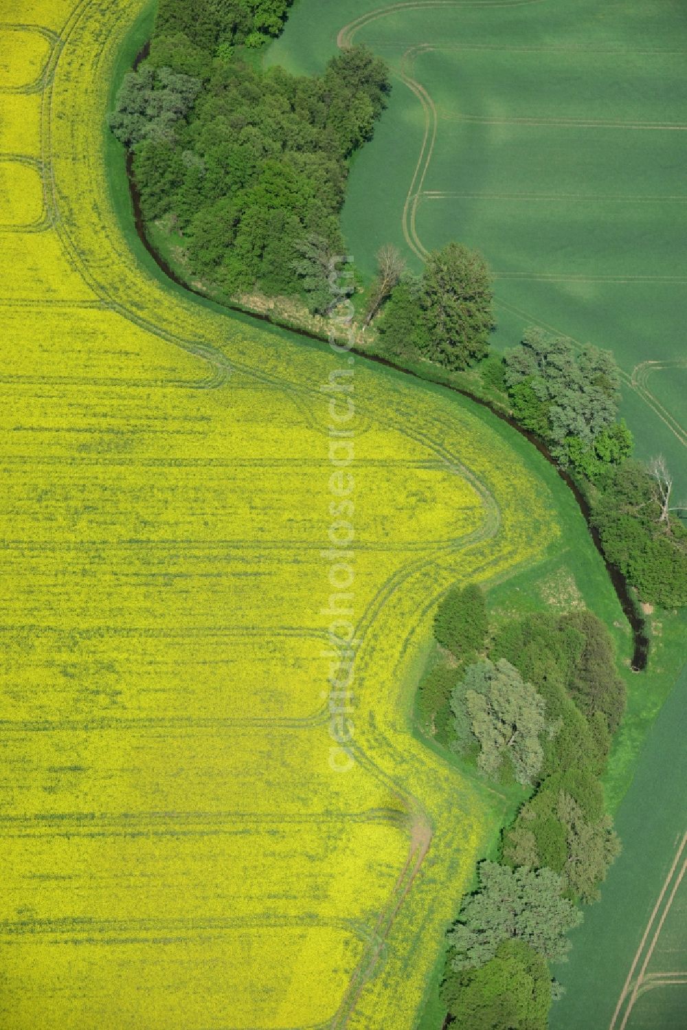 Zernitz from the bird's eye view: Yellow flowers of rape - field - Landscape near Zernitz in Brandenburg