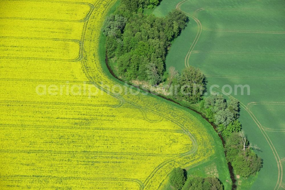 Aerial photograph Zernitz - Yellow flowers of rape - field - Landscape near Zernitz in Brandenburg